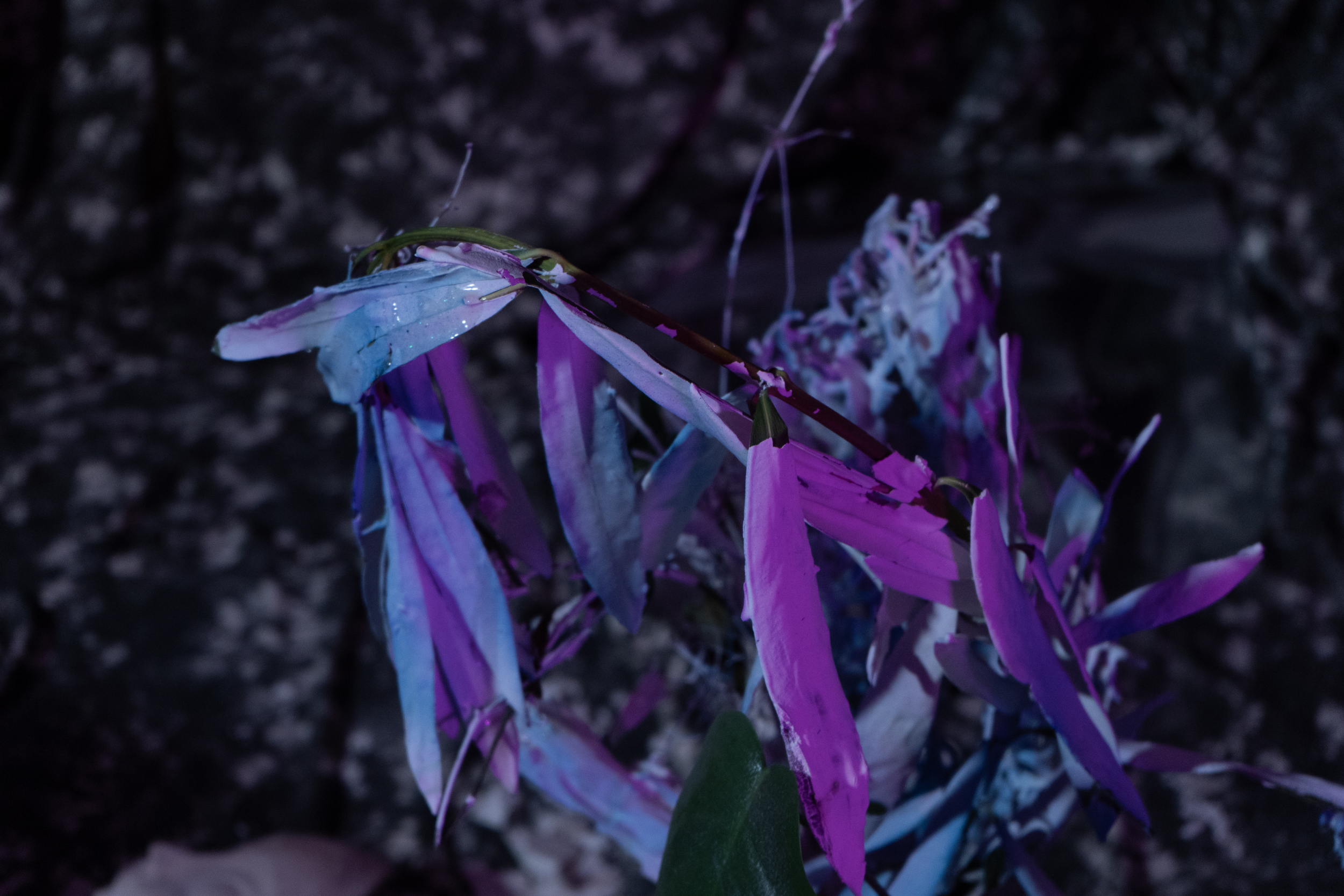 EG_09161